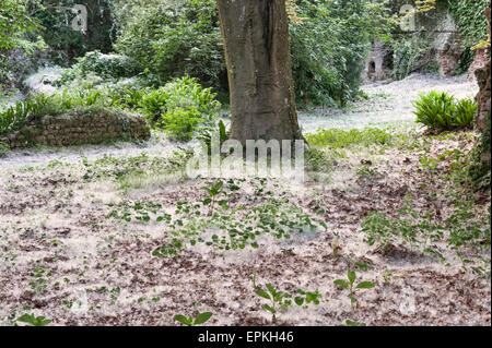 Der Garten von Ninfa, Latium, Italien. Die Samen der Pappeln (Populus) Form tiefe Schneeverwehungen auf dem Boden im Frühsommer Stockfoto