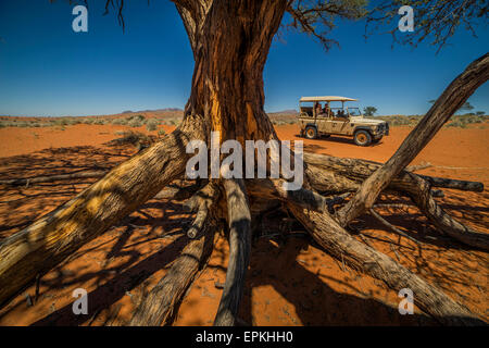 Großer Baum und touristischen Jeep, Okonjima, Namibia, Afrika Stockfoto