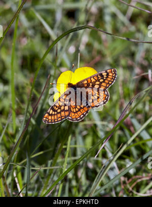 Marsh Fritillary auf Butterblume. Heytesbury, Wiltshire, England. Stockfoto