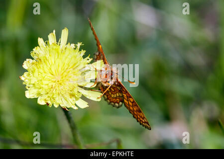 Marsh Fritillary auf Schnabel Hawk-Bart. Heytesbury, Wiltshire, England. Stockfoto