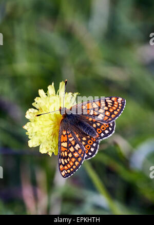 Marsh Fritillary auf Schnabel Hawk-Bart. Heytesbury, Wiltshire, England. Stockfoto