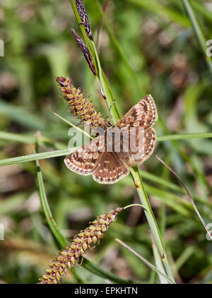 Schmuddeligen Skipper. Cotley Hill, Heytesbury, Wiltshire, England. Stockfoto