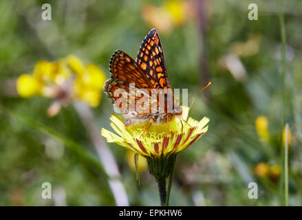 Marsh Fritillary Nectaring am Schnabel des Hawk-Bart. Heytesbury, Wiltshire, England. Stockfoto