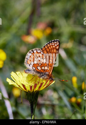 Marsh Fritillary auf Schnabel Hawk-Bart. Heytesbury, Wiltshire, England. Stockfoto