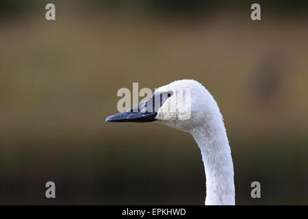 Trompeter Schwan Yellowstone np Stockfoto