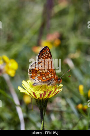 Marsh Fritillary Nectaring am Schnabel des Hawk-Bart. Heytesbury, Wiltshire, England. Stockfoto