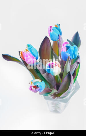 Draufsicht auf Multi farbige Tulpen Stockfoto