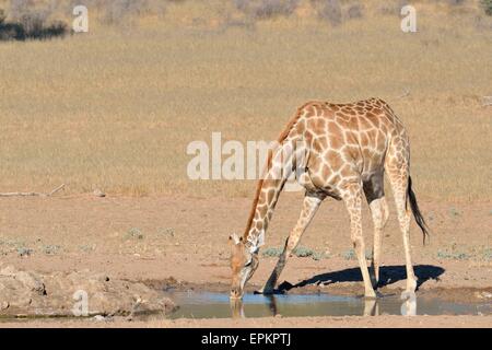 Giraffe (Giraffa Plancius), an einer Wasserstelle zu trinken, Kgalagadi Transfrontier Park, Northern Cape, Südafrika, Afrika Stockfoto