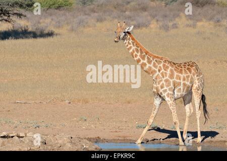 Giraffe (Giraffa Plancius), stehend an einer Wasserstelle Kgalagadi Transfrontier Park, Northern Cape, Südafrika, Afrika Stockfoto