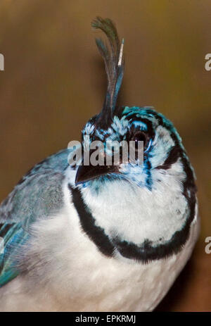 Weiße Throated Magpie Jay (Calcocitta Formosa) Stockfoto