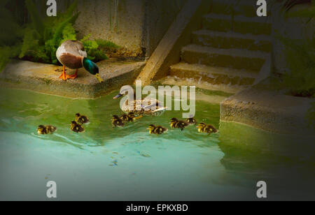 Familie der Enten. Mutter Ente und frisch geschlüpften Küken Paddeln im San Antonio River an der River Walk, San Antonio, Texas Stockfoto