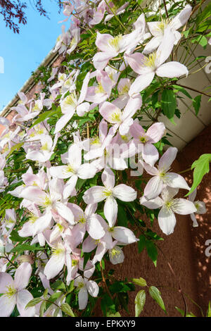 Blass rosa Clematis kann Montana in voller Blüte wächst um Veranda von rosa Land Cottagein. Gloucestershire England UK Stockfoto