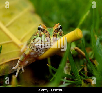 Pacman-Frosch Stockfoto