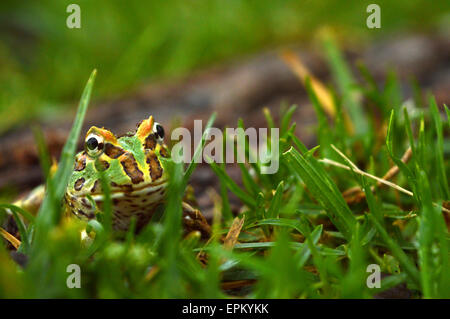 Pacman-Frosch Stockfoto