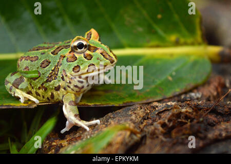 Pacman-Frosch Stockfoto