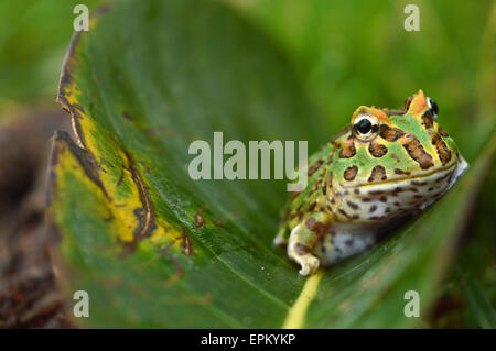 Pacman-Frosch Stockfoto