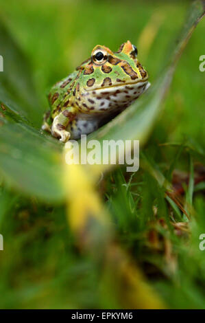 Pacman-Frosch Stockfoto