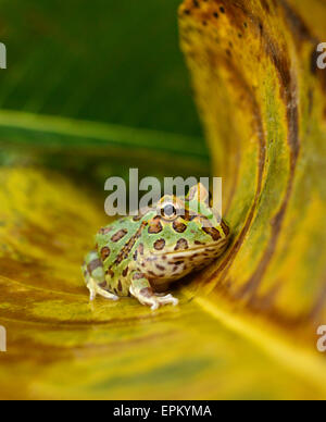 Pacman-Frosch Stockfoto
