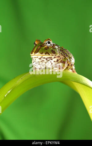 Pacman-Frosch Stockfoto