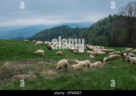 Traditionellen Schafbeweidung auf Hügeln in der polnischen Tatra Berge Region in Polen. Stockfoto