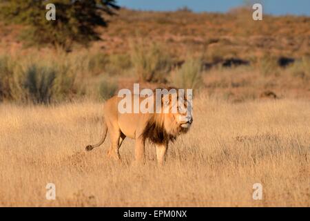 Löwe (Panthera Leo), zu Fuß mit der Wirbelsäule ein Stachelschwein auf seinen Hals, Kgalagadi Transfrontier Park, Northern Cape, Südafrika Stockfoto