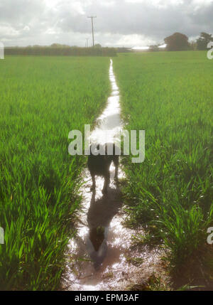 Knutsford, Cheshire, UK. 19. Mai 2015. Großbritannien Wetter. Nassem Hund zu Fuß in das Dorf Rostherne, Knutsford, Cheshire, UK heute, wie diese Weizenfeld ein Reisfeld nach heutigen Starkregen ähnelt. Bildnachweis: Howard Barlow/Alamy Live-Nachrichten Stockfoto