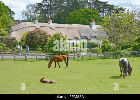 New Forest neugeborene Fohlen napping in warmen Sommer Sonnenschein vor der Hütte, Zeichen Text auf strohgedeckten Dach entfernt Swan Green Hampshire England Großbritannien Stockfoto