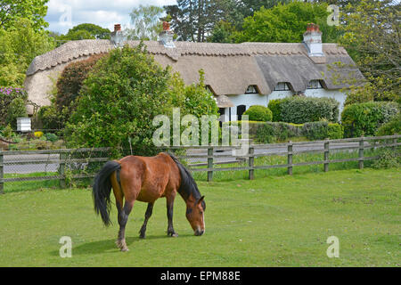 New Forest Pony grasen auf Swan Green mit alten strohgedeckten Dach Land Cottages jenseits Lyndhurst New Forest Hampshire Landschaft England GB Stockfoto