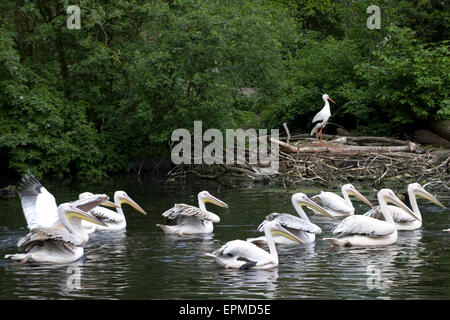 Rosa-backed.pelicans am Fluss, mit einem Reiher auf ein Nest im Hintergrund Pelecanus saniert Stockfoto