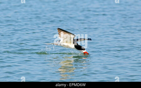 Schwarz-skimmer Stockfoto