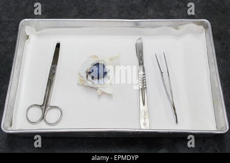 Kuh-Auge-Dissektion auf einem Tablett mit Skalpell seziert, Zangen und Scheren Stockfoto