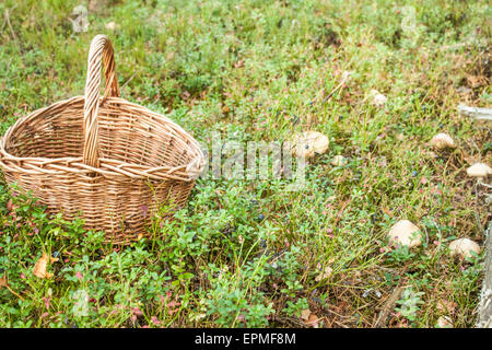 Weidenkorb und Pilze tief im wilden Wald Stockfoto