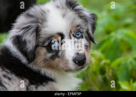 Australian Shepherd Welpen sind agil, energetische und Reife in geschätzten Hütehunde und treuen Gefährten, die gefallen wollen. Stockfoto