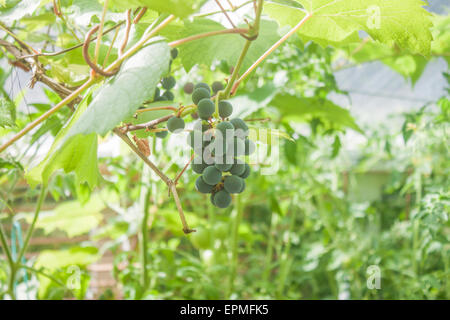 Trauben hängen von der Spitze eines Gewächshauses Stockfoto