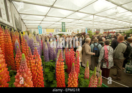 London UK. 19. Mai 2015. Große Menschenmengen teilnehmen am zweiten Tag die 2015 RHS Chelsea Flower Show ist nur für Mitglieder der Royal Horticultural Society Kredit: Amer Ghazzal/Alamy Live-Nachrichten Stockfoto