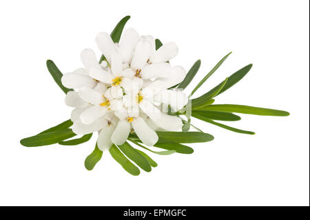 Iberis sempervirens Blumen auf weißem Hintergrund Stockfoto