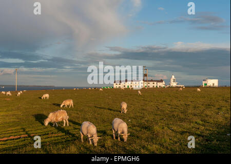 St. Ann's Kopf. Pembrokeshire. Wales Stockfoto