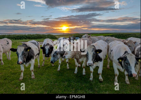 Neugierige Kühe bei Sonnenuntergang mit den Inseln Skomer und Stokholm hinter ihnen. St. Ann's Kopf. Pembrokeshire. Wales. Stockfoto