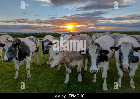 Neugierige Kühe bei Sonnenuntergang mit den Inseln Skomer und Stokholm hinter ihnen. St. Ann's Kopf. Pembrokeshire. Wales. Stockfoto