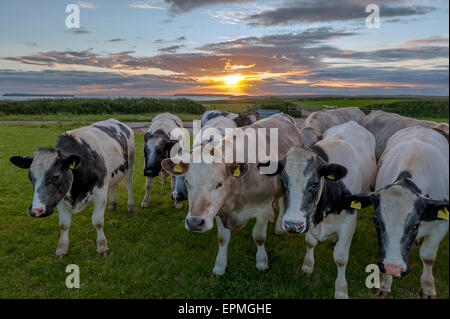 Neugierige Kühe bei Sonnenuntergang mit den Inseln Skomer und Stokholm hinter ihnen. St. Ann's Kopf. Pembrokeshire. Wales. Stockfoto