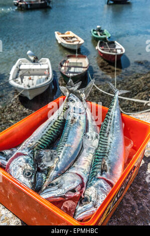 Frisch gefangen Linie Makrele. Solva Hafen. Pembrokeshire. Wales. UK Stockfoto