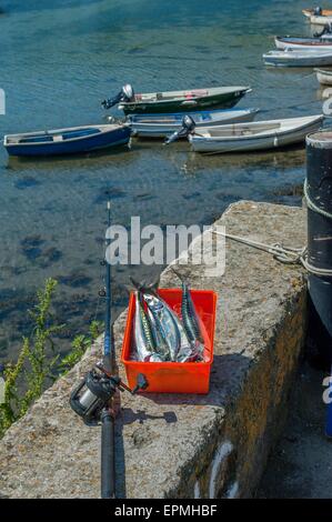 Frisch gefangen Linie Makrele. Solva Hafen. Pembrokeshire. Wales. UK Stockfoto