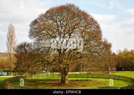 Große alte Buche bei Rufford Abtei Country Park, Nottinghamshire, England, UK. Stockfoto