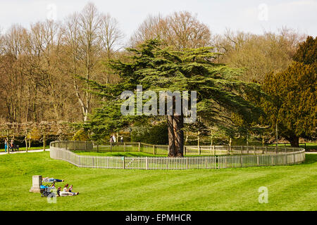 Alte Zeder bei Rufford Abtei Country Park, Nottinghamshire, England, UK. Stockfoto