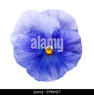 Violette Blume isoliert auf weiss Stockfoto