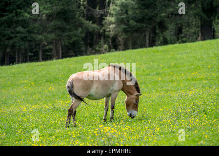 Przewalski-Pferd (Equus Ferus Przewalskii) ursprünglich aus den Steppen der Mongolei, Zentralasien, in Grasland Weiden Stockfoto