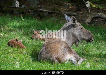 Elch (Alces Alces) weiblich / Kuh mit zwei Kälbern ruht in Grünland am Waldrand Stockfoto