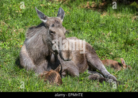 Elch (Alces Alces) weiblich / Kuh mit zwei Kälbern ruht in Grünland am Waldrand Stockfoto