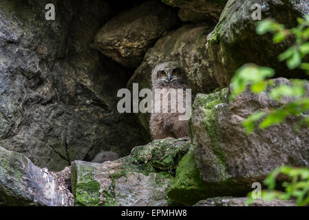 Eurasische Adler-(Bubo Bubo) Eulenküken / Jungvögel im Nest auf Felsvorsprung in Felswand sitzen Stockfoto