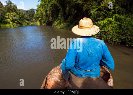 Asien. Thailand, Chiang Dao. Elefant-Zentrum. Elefanten-trekking. Stockfoto